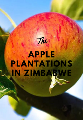 Crisp Harvests: The Orchards of Apple Production in Zimbabwe.